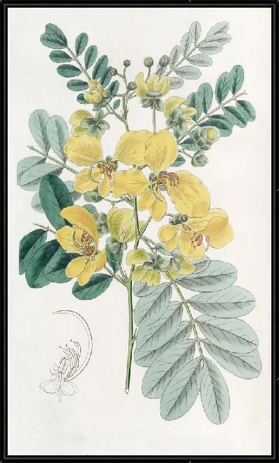 Картина Кассия двухцветковая (1815-1819)