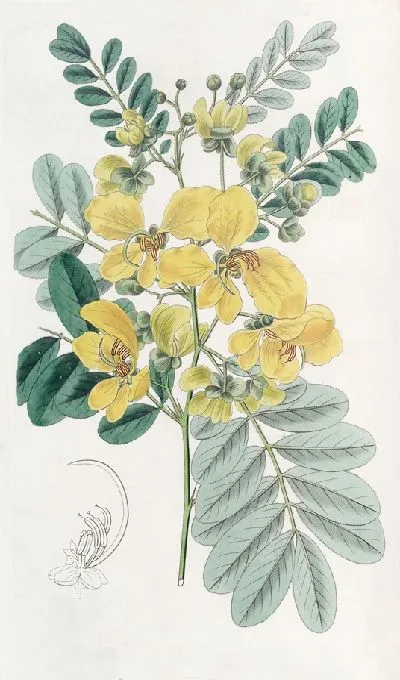 Картина Кассия двухцветковая (1815-1819)