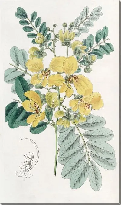 Картина Кассия двухцветковая (1815-1819)