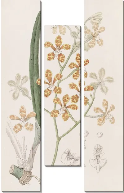 Картина Клейзостом с ароматом фиалки (1815-1819)