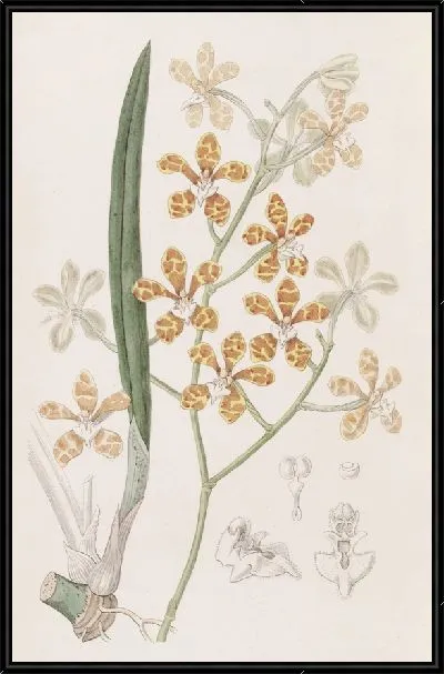 Картина Клейзостом с ароматом фиалки (1815-1819)