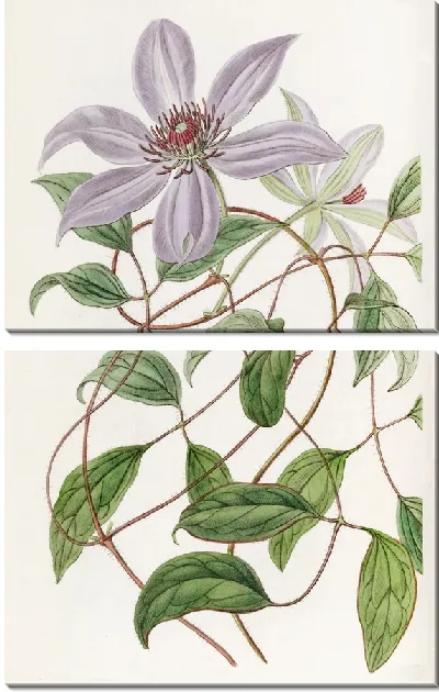 Картина Клематис Фиолетовый (1815-1819)