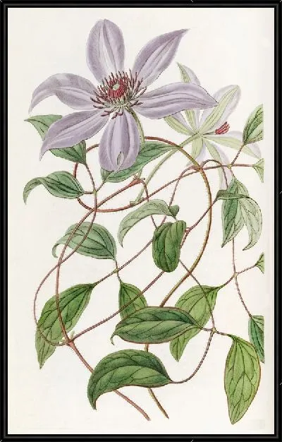 Картина Клематис Фиолетовый (1815-1819)