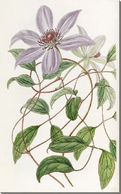 Картина Клематис Фиолетовый (1815-1819)
