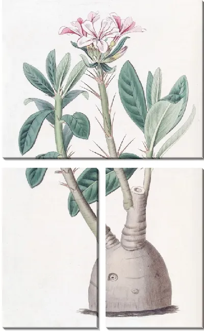 Картина Клубневый пахиподий (1815-1819)