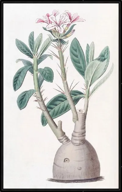 Картина Клубневый пахиподий (1815-1819)