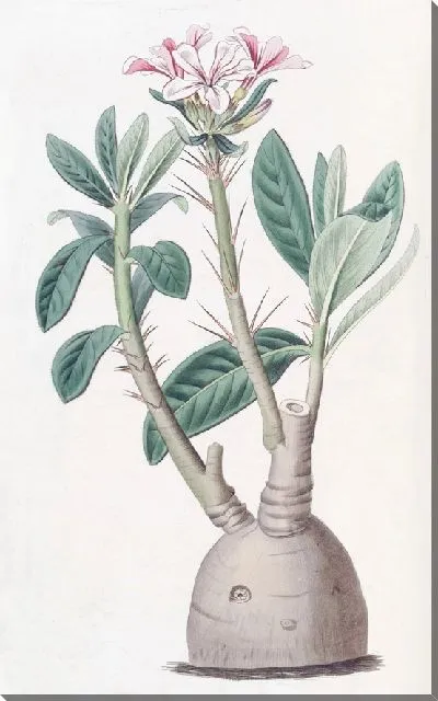 Картина Клубневый пахиподий (1815-1819)