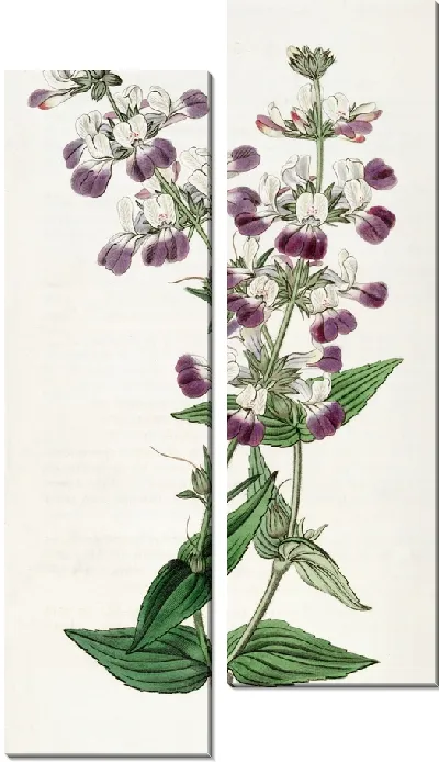 Картина Коллинсия двухцветная (1815-1819)