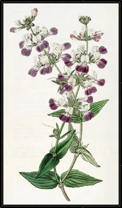 Картина Коллинсия двухцветная (1815-1819)