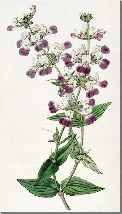 Картина Коллинсия двухцветная (1815-1819)