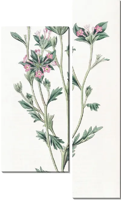 Картина Колломия разнолистная (1815-1819)