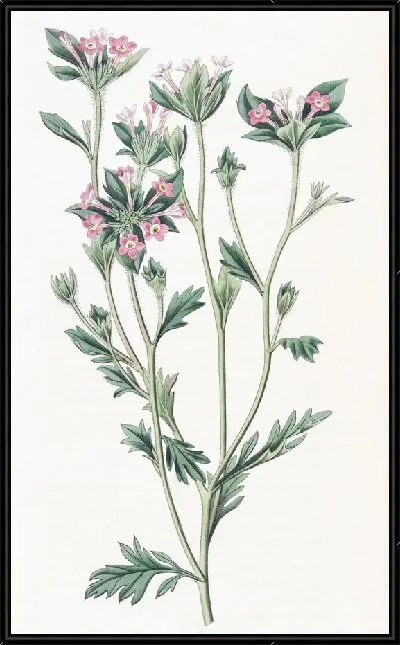 Картина Колломия разнолистная (1815-1819)