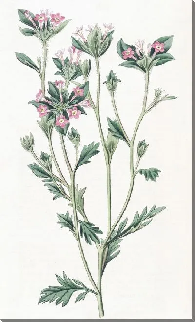 Картина Колломия разнолистная (1815-1819)