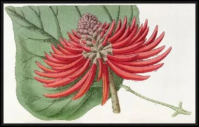 Картина Коралловое дерево без шипов голоцветковое (1815-1819)