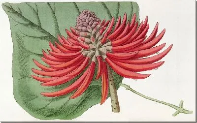 Картина Коралловое дерево без шипов голоцветковое (1815-1819)