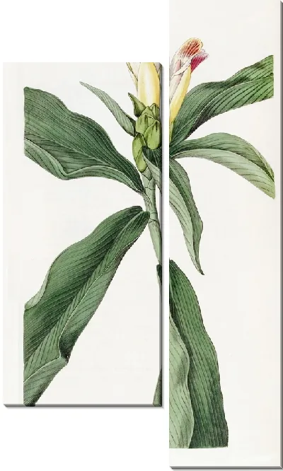 Картина Костус пестроцветковый (1815-1819)