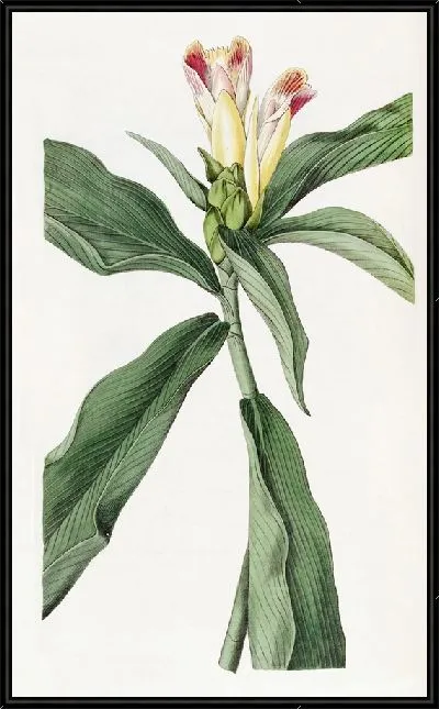 Картина Костус пестроцветковый (1815-1819)