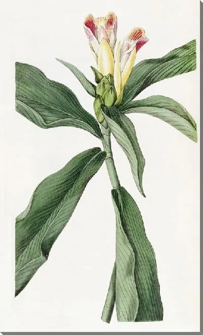 Картина Костус пестроцветковый (1815-1819)