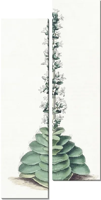 Картина Крассула башенчатая (1815-1819)
