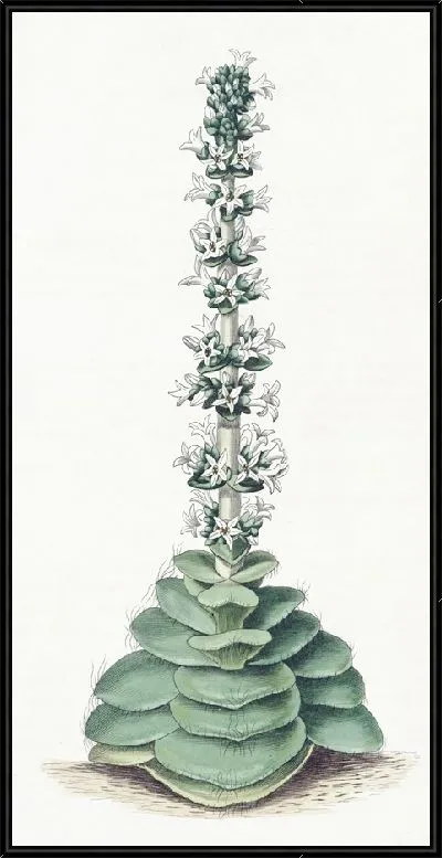 Картина Крассула башенчатая (1815-1819)