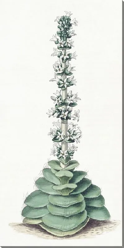 Картина Крассула башенчатая (1815-1819)