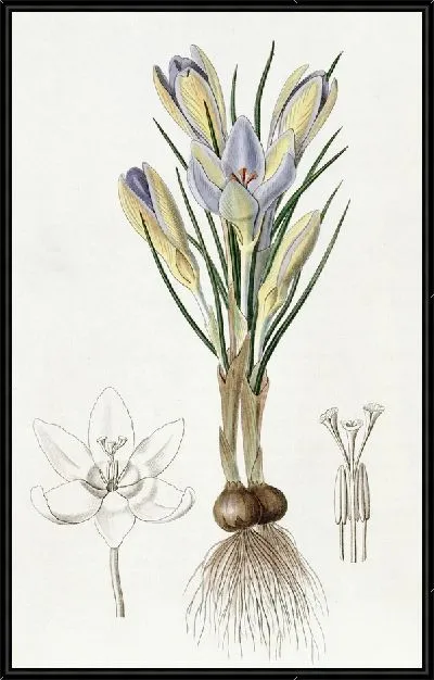 Картина Крошечный крокус (1815-1819)