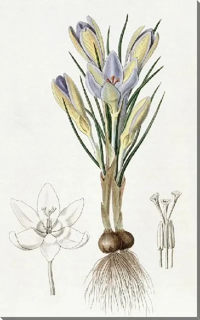 Картина Крошечный крокус (1815-1819)