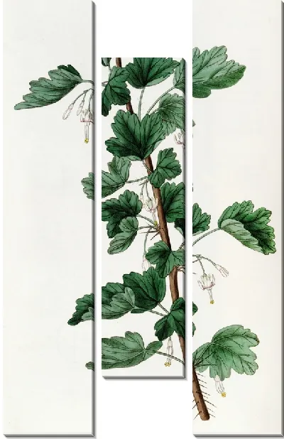 Картина Крыжовник белоцветковый (1815-1819)