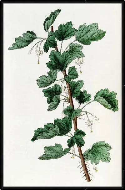 Картина Крыжовник белоцветковый (1815-1819)