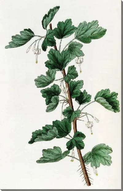 Картина Крыжовник белоцветковый (1815-1819)