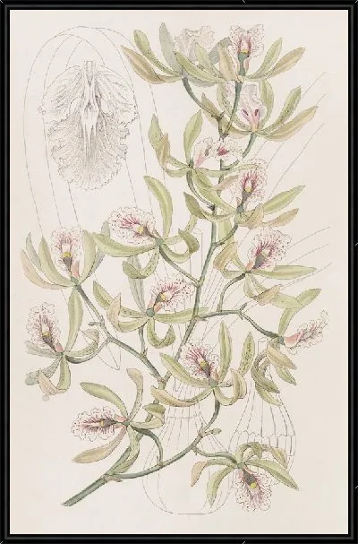 Картина Крылатый эпидендрум (1815-1819)