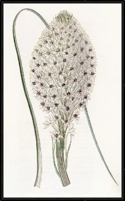 Картина Ксерофиллум жестколистный (1815-1819)