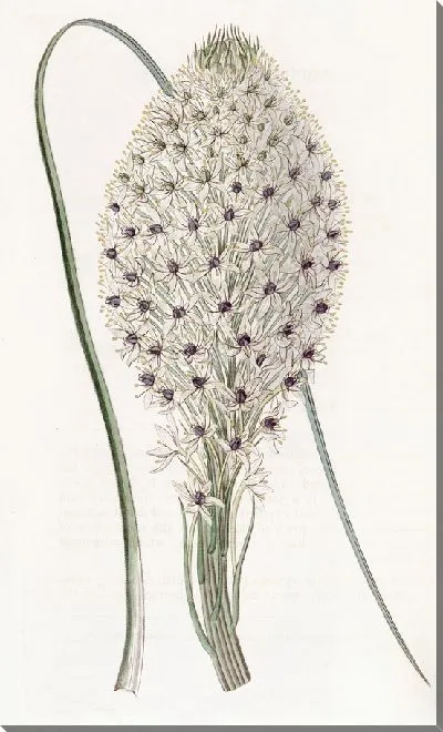 Картина Ксерофиллум жестколистный (1815-1819)