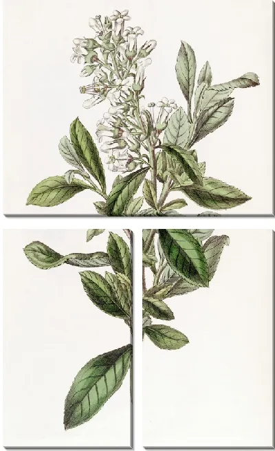 Картина Лакированная Эскалония (1815-1819)