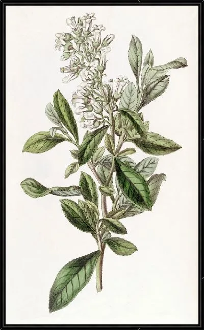 Картина Лакированная Эскалония (1815-1819)