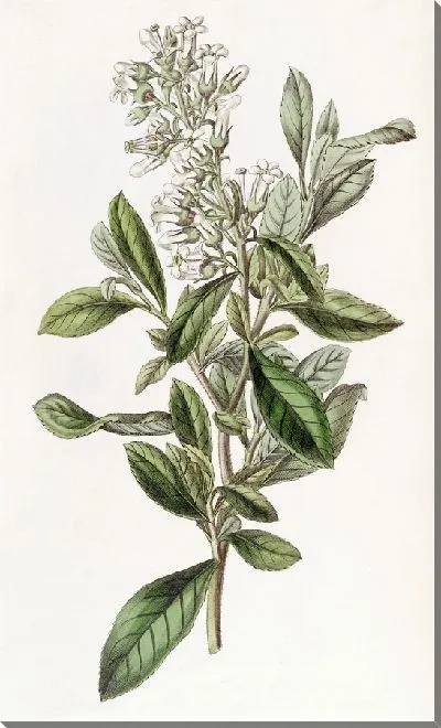 Картина Лакированная Эскалония (1815-1819)