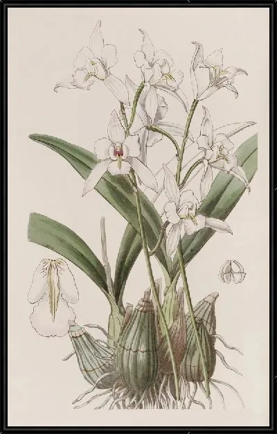 Картина Лелия белоцветковая (1815-1819)