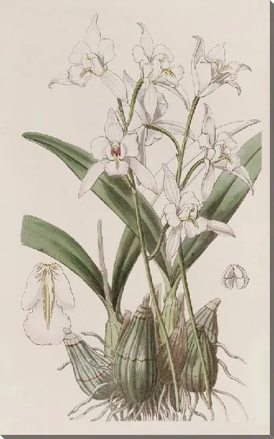 Картина Лелия белоцветковая (1815-1819)