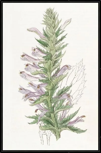Картина Лобелия крылатостебельная (1815-1819)