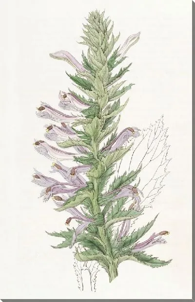 Картина Лобелия крылатостебельная (1815-1819)