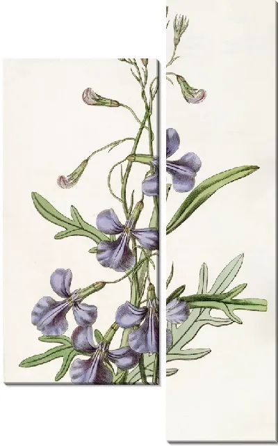 Картина Лобелия разнолистная (1815-1819)