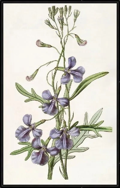 Картина Лобелия разнолистная (1815-1819)