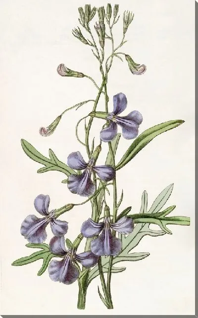 Картина Лобелия разнолистная (1815-1819)