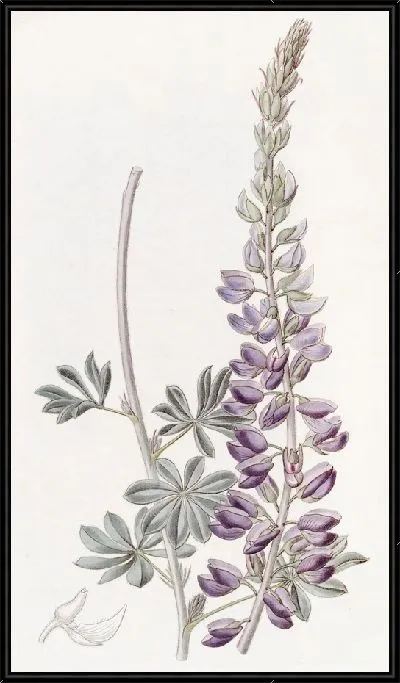 Картина Люпин белолистный (1815-1819)