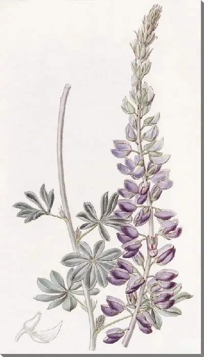 Картина Люпин белолистный (1815-1819)