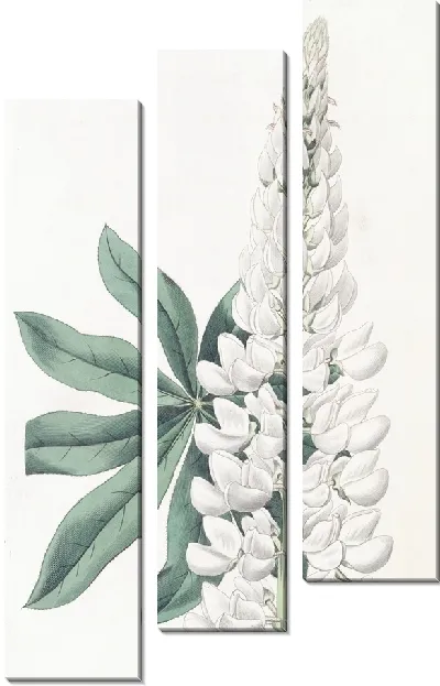Картина Люпин белый крупнолистный многолетний (1815-1819)