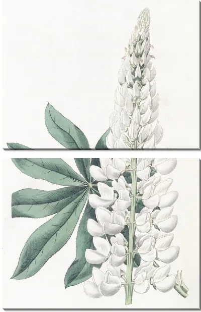 Картина Люпин белый крупнолистный многолетний (1815-1819)