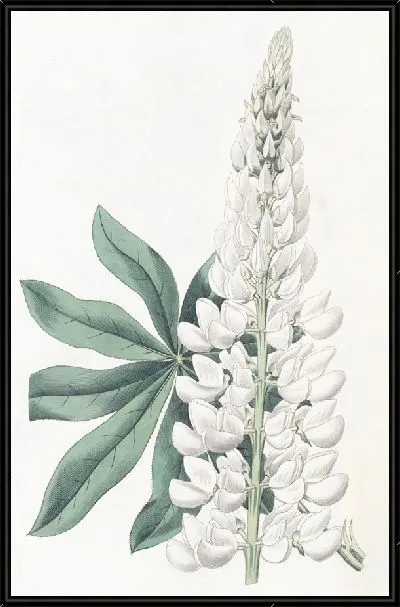 Картина Люпин белый крупнолистный многолетний (1815-1819)