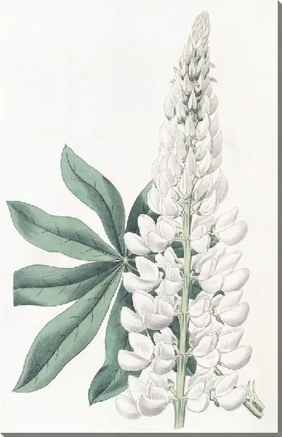 Картина Люпин белый крупнолистный многолетний (1815-1819)
