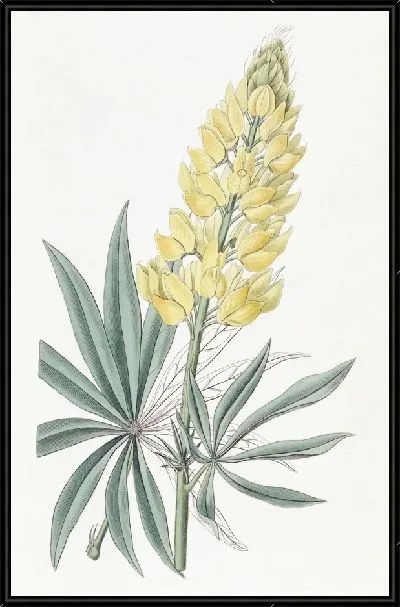 Картина Люпин желтый многолетний (1815-1819)
